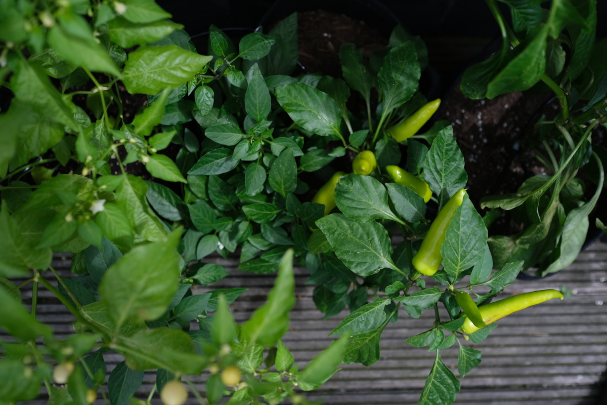 Different chili plants