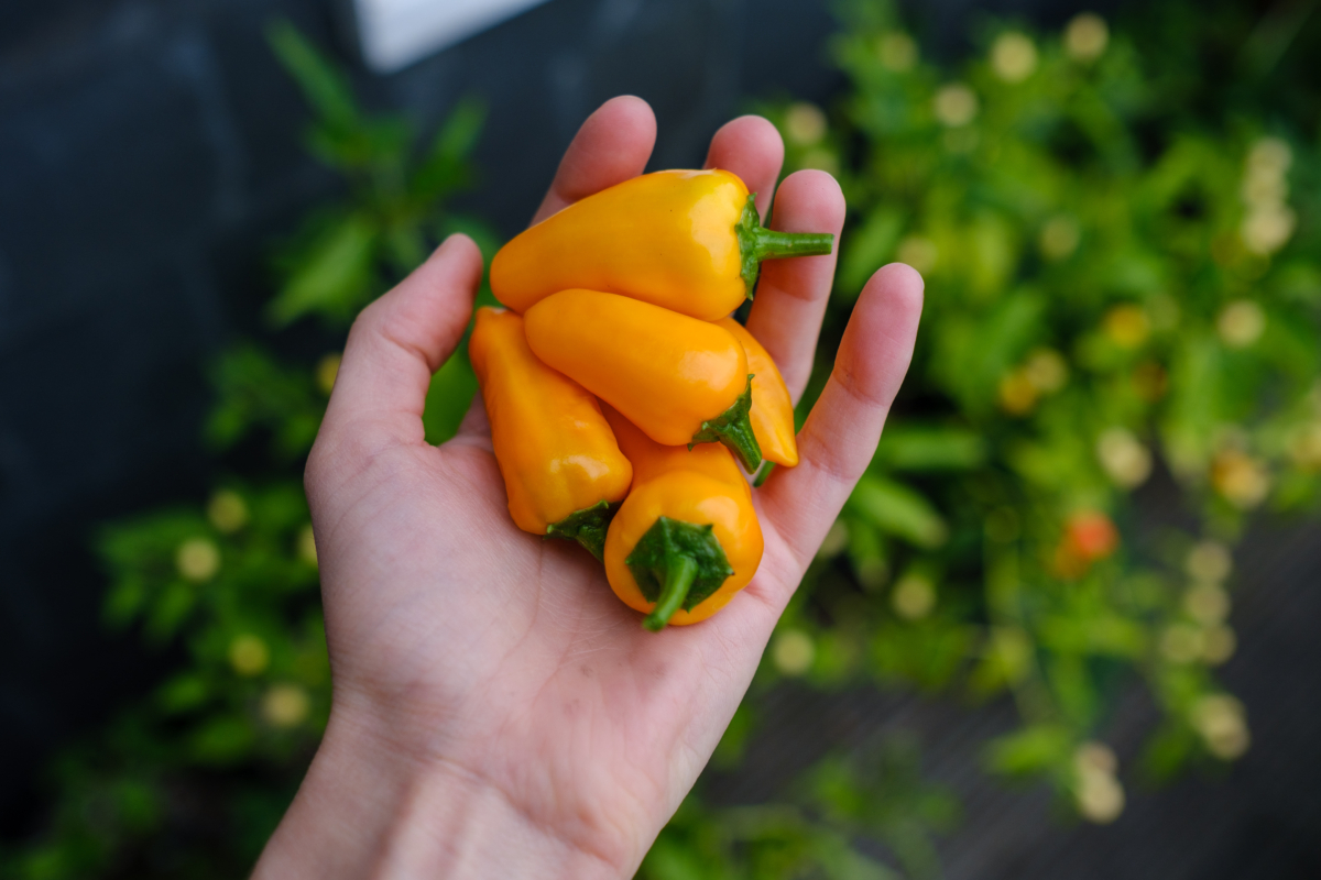 Cheyenne chili harvest