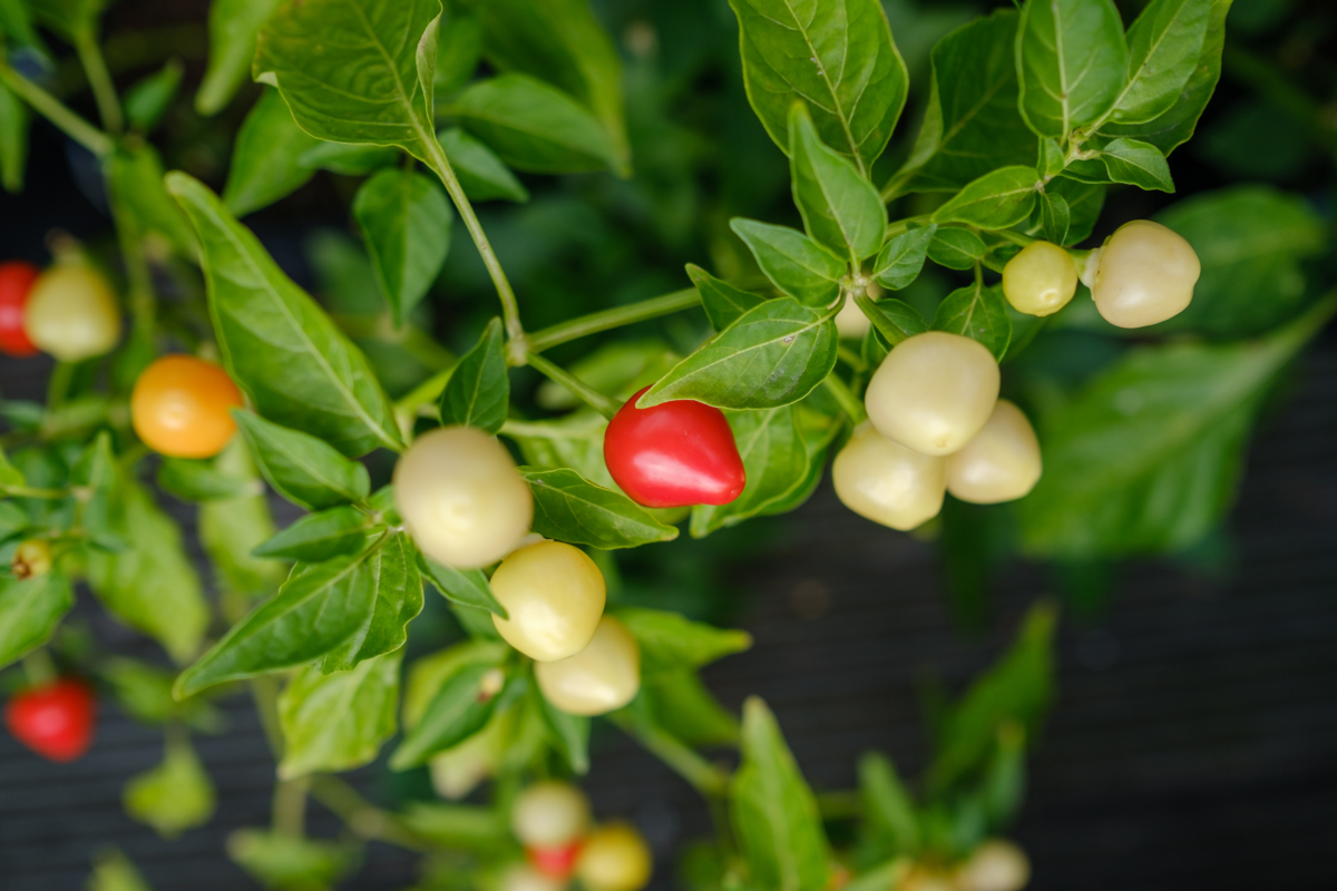 Red, orange and white Trepadeira Werner chilies