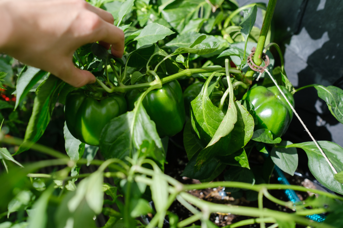 Green bell pepper