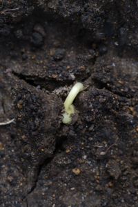 Bean cracking through soil