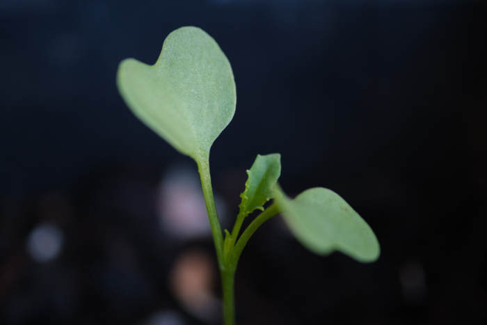 Kale with first leaf