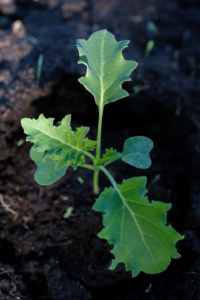 Kale seedling in garden