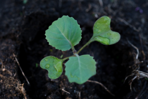 Green cabbage seedling in garden